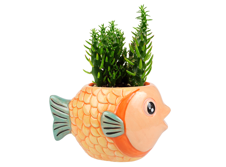 Bisque So-Fish-Ticated Container (Case of 6)