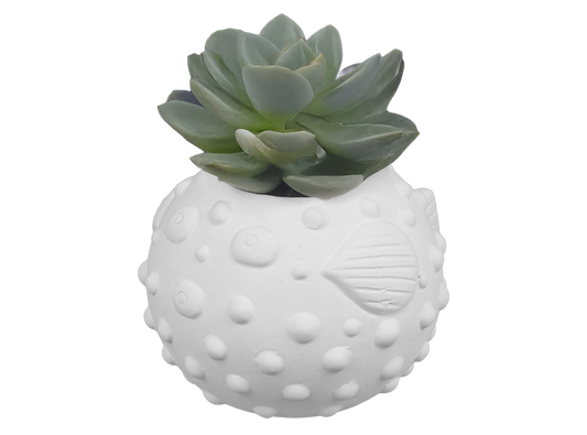 Bisque Blowfish Container (Case of 6)