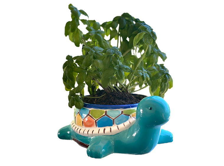 Bisque Teddy Turtle Planter (Case of 2)