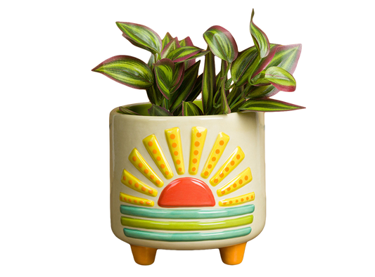 Bisque Sun Footed Container (Case of 2)