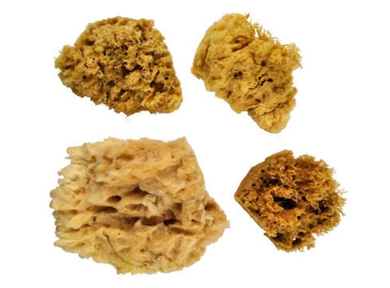 Wool Sponge Set (Case of 1)