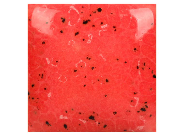 Speckled Cutie Pie Coral - 8 Ounces (Case of 1)