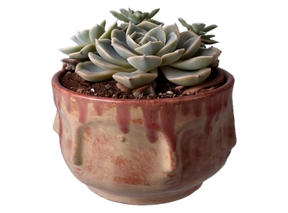 Bisque Many Faced Planter (Case of 4)