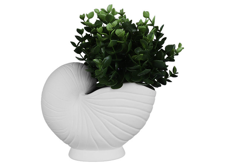 Bisque Nautilus Shell Container (Case of 2)