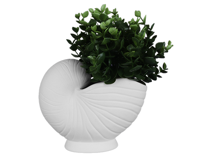 Bisque Nautilus Shell Container (Case of 2)