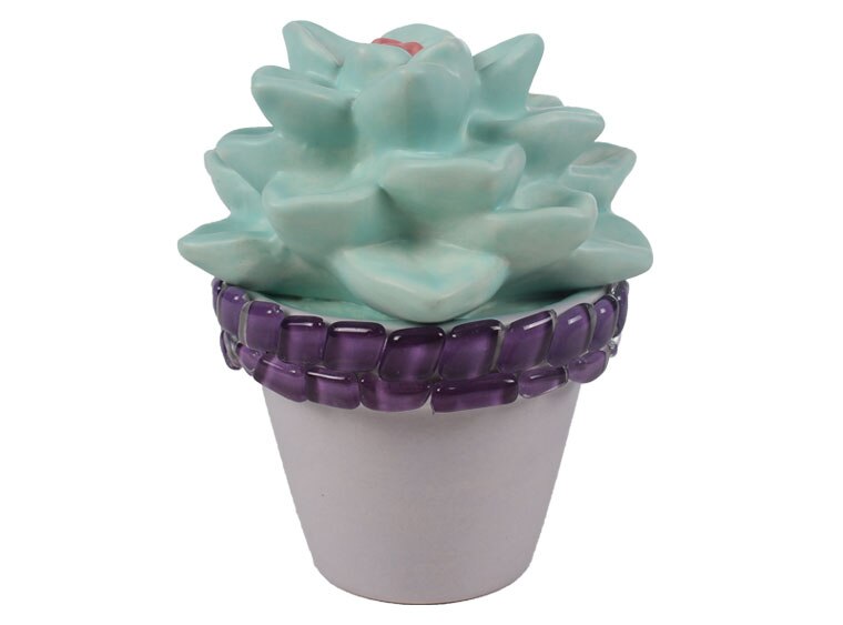 Bisque Sweet Succulent (Case of 4)