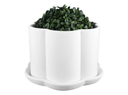 Bisque Scalloped Planter W/ Tray (Case of 2)