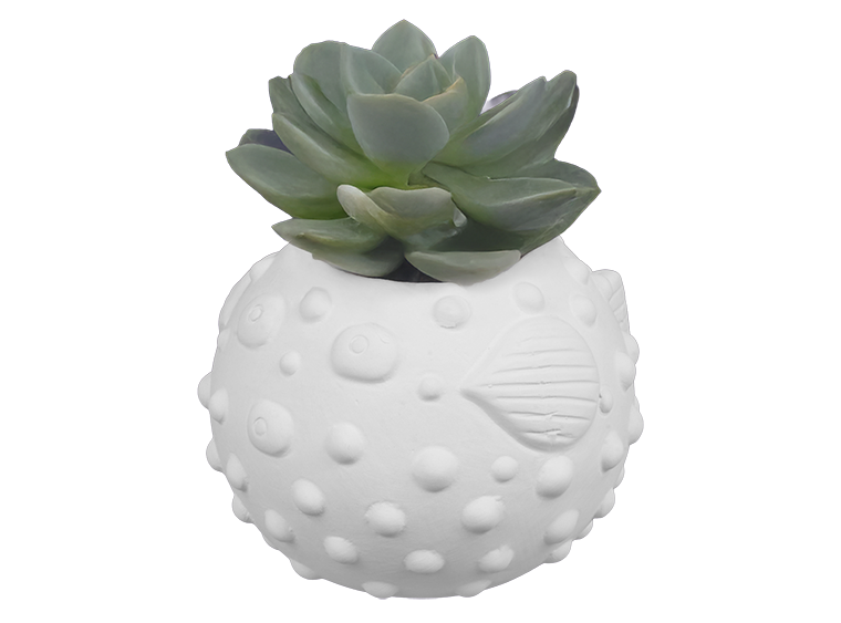 Bisque Blowfish Container (Case of 6)