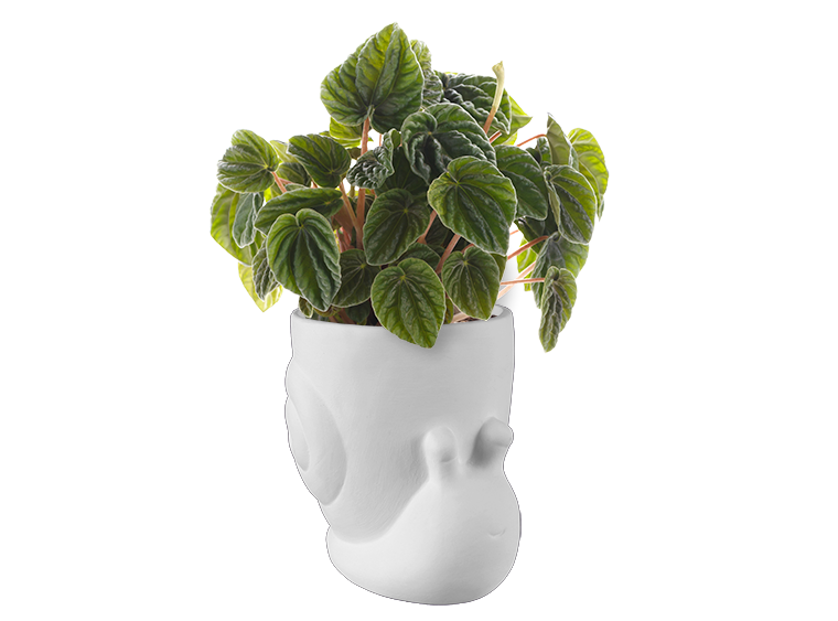 Bisque Snailed It Container (Case of 4)