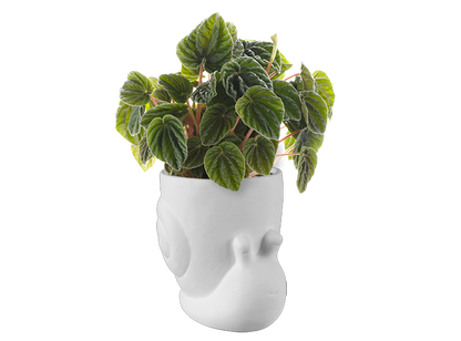 Bisque Snailed It Container (Case of 4)