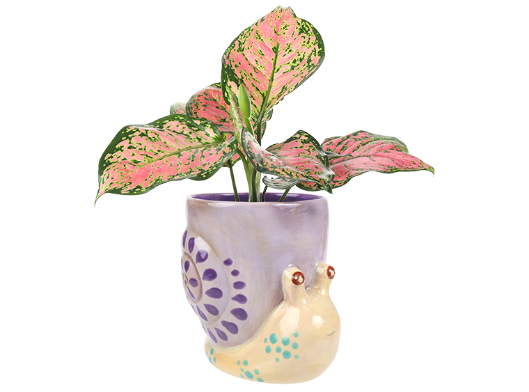 Bisque Snailed It Container (Case of 4)