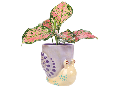 Bisque Snailed It Container (Case of 4)