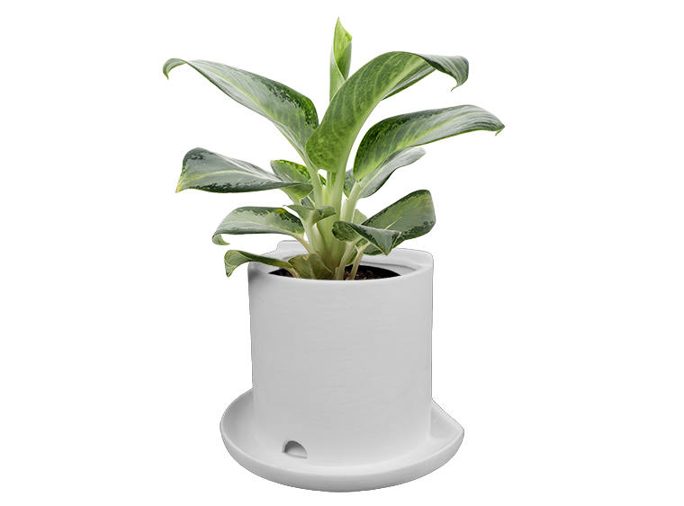 Bisque Classic Bookend Planter (Case of 4)