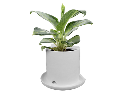 Bisque Classic Bookend Planter (Case of 4)