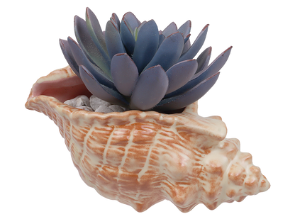 Bisque Conch Shell Planter (Case of 4)