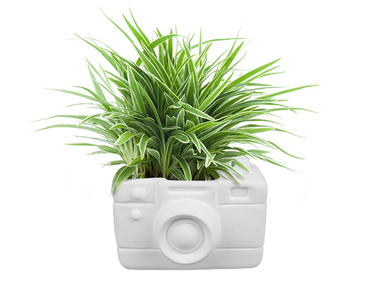 Bisque Retro Snapshot Planter (Case of 4)