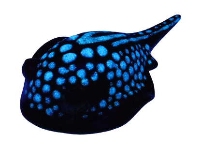 Bisque Stevie The Stingray Party Pal (Case of 12)