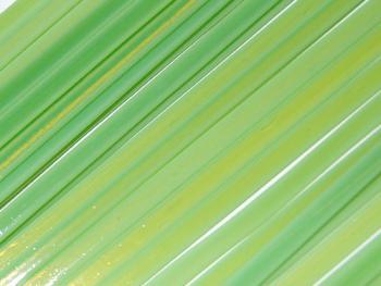 Amazon Green Opalescent Noodles (Case of 1)