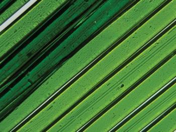 Moss Green Transparent Noodles (Case of 1)