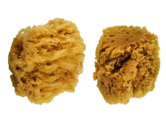Large Wool Sponges - 2 Pack (Case of 1)