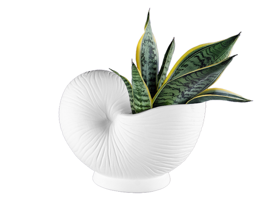 Bisque Stoneware Nautilus Shell Planter (Case of 1)