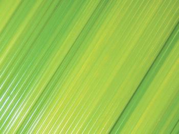 Amazon Green Opalescent Stringers (Case of 1)