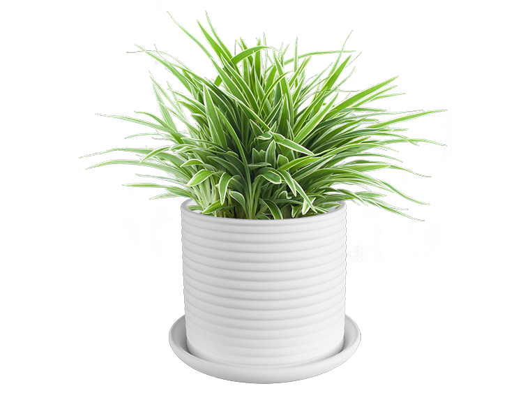 Bisque Stoneware Savvy Planter Lg (Case of 1)