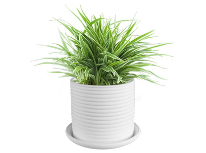 Bisque Stoneware Savvy Planter Lg (Case of 1)