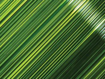 Moss Green Transparent Stringers (Case of 1)
